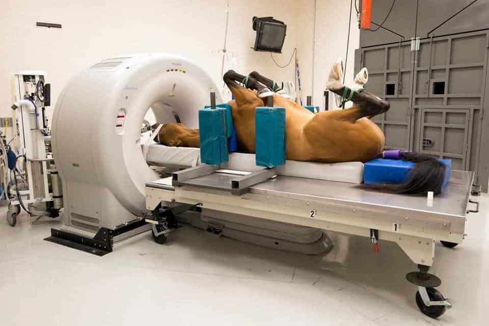 horse-diagnostic-imaging