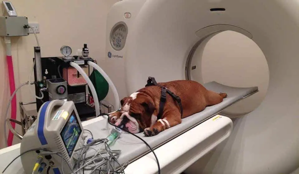What Is Veterinary Diagnostic Imaging