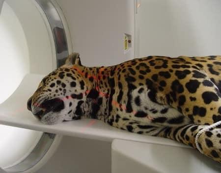 zoo-animal-diagnostic-imaging