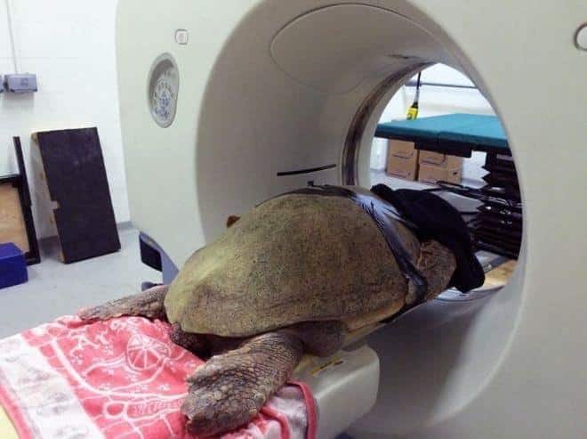 tortoise-diagnostic-imaging