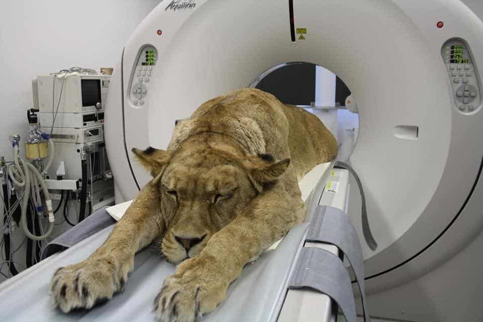 What is Veterinary Diagnostic Imaging?