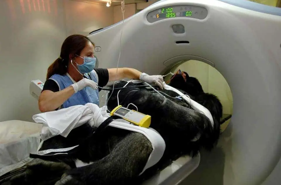 zoo-animal-diagnostic-imaging