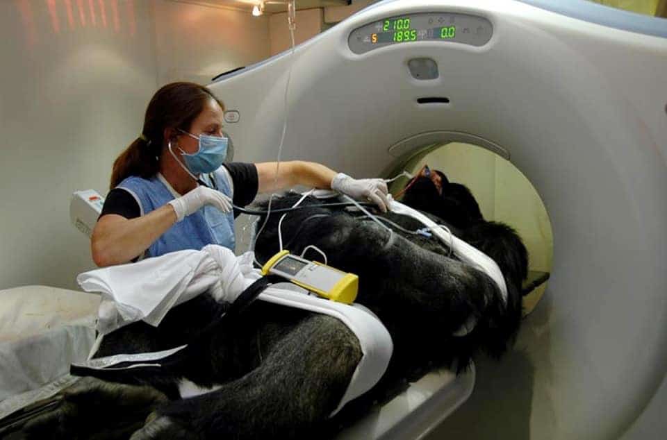 What is Veterinary Diagnostic Imaging?