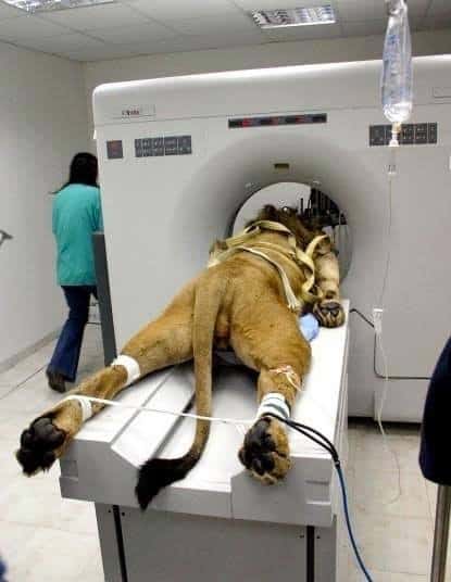 zoo-animal-diagnostic-imaging