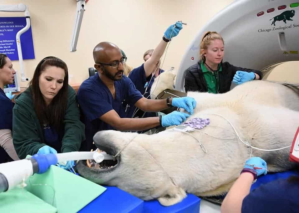 polar-bear-diagnostic-imaging2