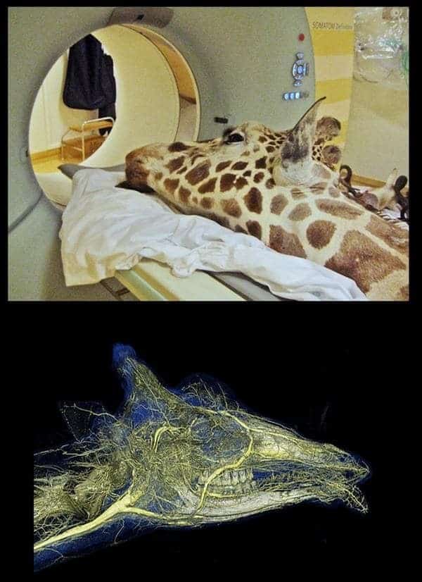 giraffe-diagnostic-imaging