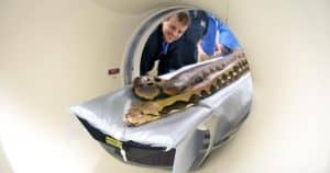 snake-diagnostic-imaging