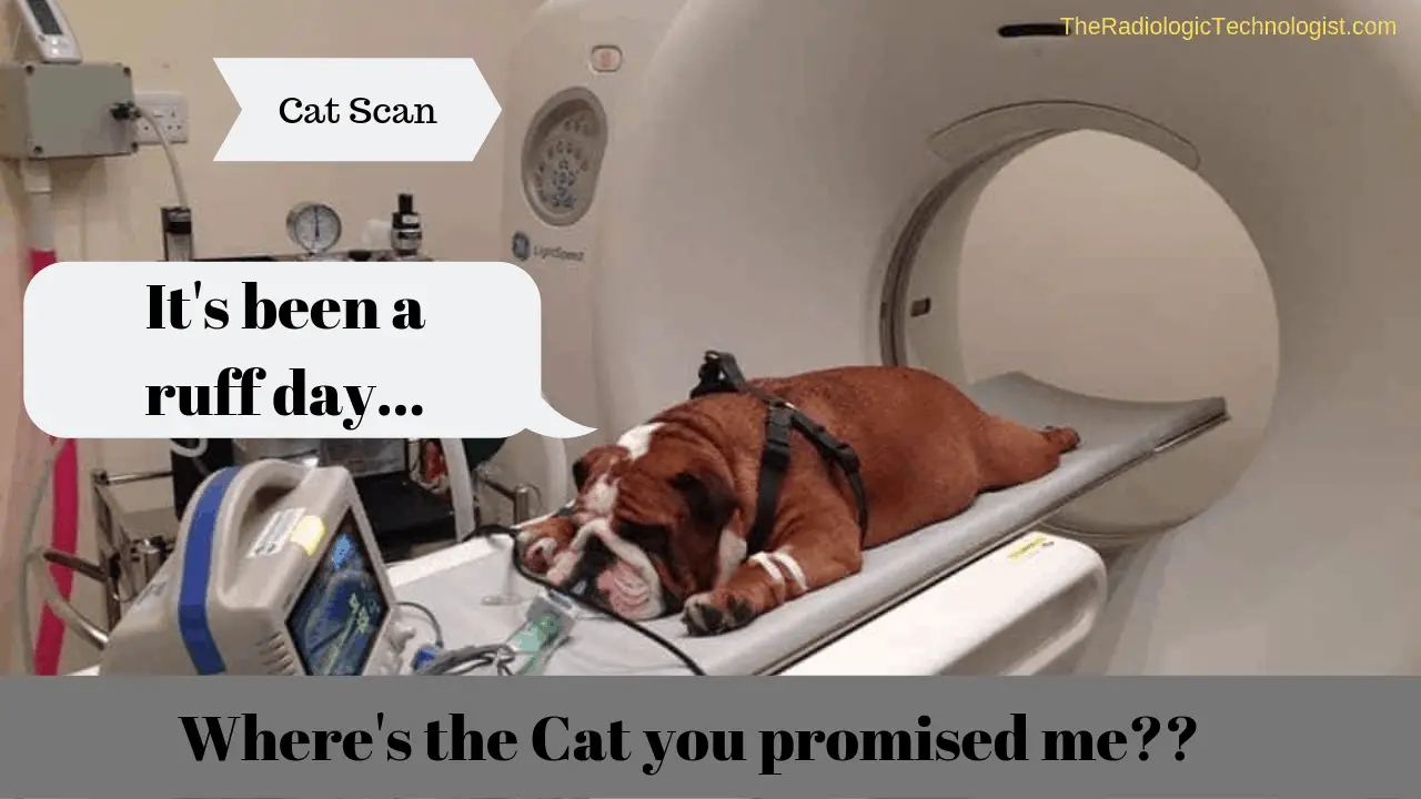 Funny Cat Scan Images.