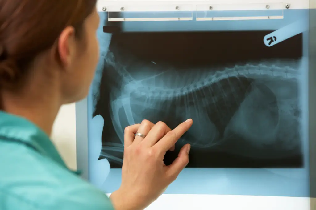 Opportunities for Radiologic Technologists